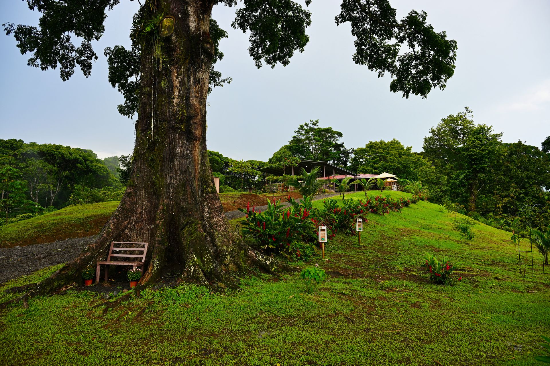 Kapok tree